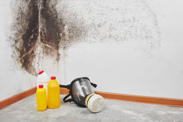 Trusted Patterson, CA Mold Removal Experts