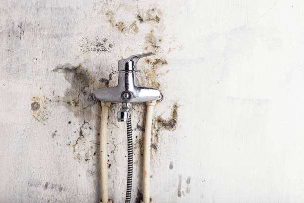 Best Mold Damage Repair  in Patterson, CA