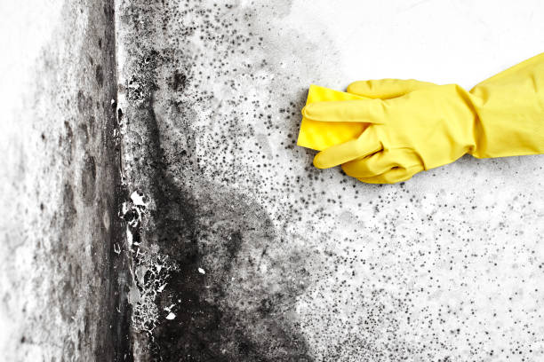 Professional Mold Removal in Patterson, CA