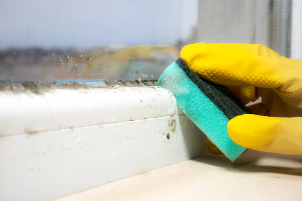 Best Mold Testing  in Patterson, CA