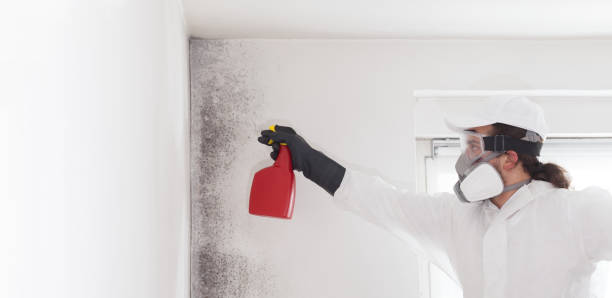 Best Attic Mold Removal  in Patterson, CA
