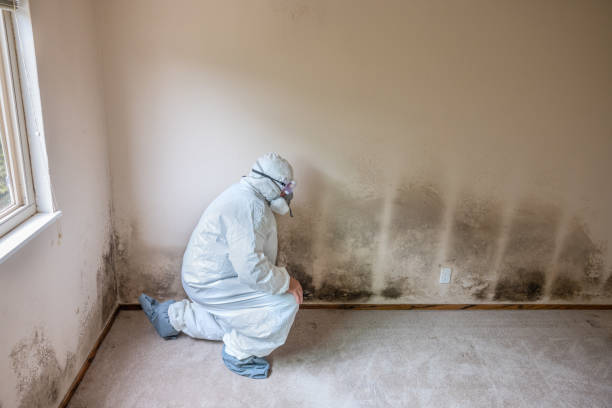 Best Crawl Space Mold Removal  in Patterson, CA