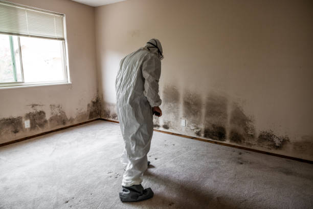 Best Office Mold Removal Services  in Patterson, CA