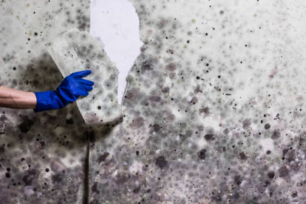Office Mold Removal Services in Patterson, CA