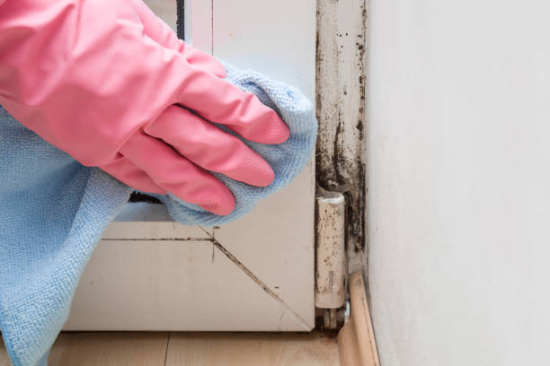Best Local Mold Removal Service  in Patterson, CA