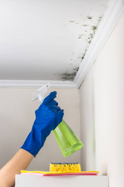 Best Black Mold Removal  in Patterson, CA