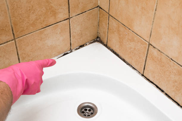 Mold Removal Process in Patterson, CA